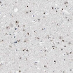 MZF1 Antibody, Novus Biologicals 25 &mu;L; Unlabeled:Antibodies, Polyclonal