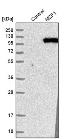 MZF1 Antibody, Novus Biologicals 25 &mu;L; Unlabeled:Antibodies, Polyclonal