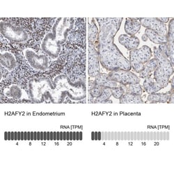 Macro H2A.2 Antibody, Novus Biologicals 25 &mu;L, Unconjugated:Antibodies,