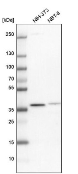 Macro H2A.2 Antibody, Novus Biologicals 25 &mu;L, Unconjugated:Antibodies,