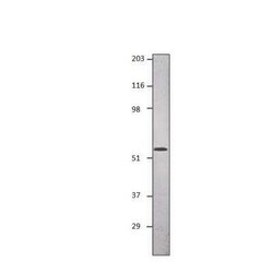 Mad Antibody, Novus Biologicals 100 &mu;g; Unconjugated:Antibodies, Polyclonal