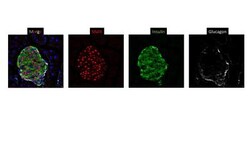 MafA Antibody, Novus Biologicals 0.1mL; Unlabeled:Antibodies, Polyclonal