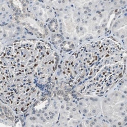 MafB Antibody, Novus Biologicals 0.1mL; Unlabeled:Antibodies, Polyclonal