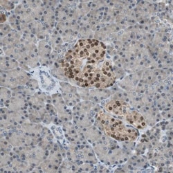 MafB Antibody, Novus Biologicals 0.1mL; Unlabeled:Antibodies, Polyclonal