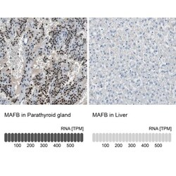 MafB Antibody, Novus Biologicals 0.1mL; Unlabeled:Antibodies, Polyclonal