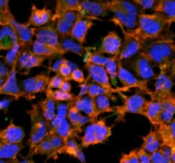 Malondialdehyde Antibody (11E3), Novus Biologicals 100&mu;g; Unlabeled:Antibodies,