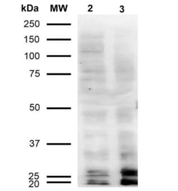 Malondialdehyde Antibody (11E3), Novus Biologicals 100&mu;g; Unlabeled:Antibodies,