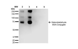 Malondialdehyde Antibody (11E3), Novus Biologicals 100&mu;g; Unlabeled:Antibodies,