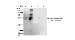 Malondialdehyde Antibody (6H6), Novus Biologicals:Antibodies:Primary Antibodies