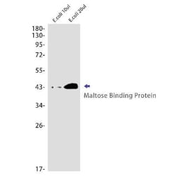Maltose Binding Protein Rabbit anti-E. coli, Clone: S02-6F4, Novus Biologicals:Antibodies:Primary