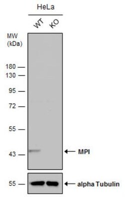 Mannose Phosphate Isomerase Antibody, Novus Biologicals 0.1 mL | Buy Online | Novus Biologicals | Fisher Scientific