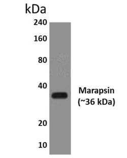 Marapsin/Pancreasin Antibody (MM0463-3H15) - Azide and BSA Free, Novus