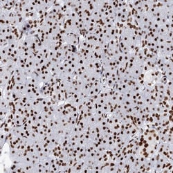 Matrin 3 Antibody, Novus Biologicals 25 &mu;L | Buy Online | Novus Biologicals | Fisher Scientific