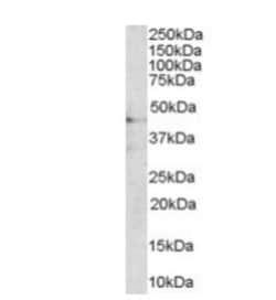 Melanocortin-3 R/MC3R Antibody, Novus Biologicals 0.1mg; Unlabeled:Antibodies,