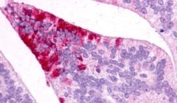 Melanocortin-5 R/MC5R Antibody - BSA Free, Novus Biologicals 0.05 mL | Buy Online | Novus Biologicals | Fisher Scientific