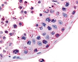 Melanocortin-5 R/MC5R Antibody - BSA Free, Novus Biologicals 0.05mL; Unlabeled:Antibodies,
