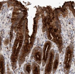 Melanophilin Antibody, Novus Biologicals 25 &mu;L; Unlabeled:Antibodies,