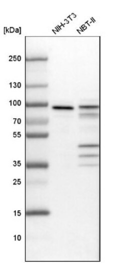 Mena Antibody, Novus Biologicals 0.1mL; Unlabeled:Antibodies, Polyclonal