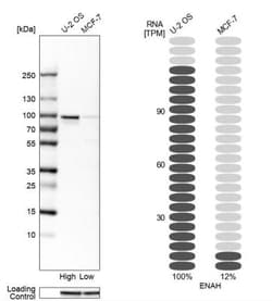Mena Antibody, Novus Biologicals 0.1mL; Unlabeled:Antibodies, Polyclonal
