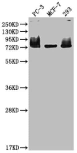 Menin Antibody (8G11), Novus Biologicals 100 &mu;g; Unconjugated:Antibodies,