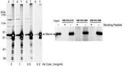 Menin Antibody, Novus Biologicals 0.1mL; Unlabeled:Antibodies, Polyclonal