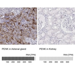 Met-enkephalin Antibody, Novus Biologicals 25 &mu;L | Buy Online | Novus Biologicals | Fisher Scientific