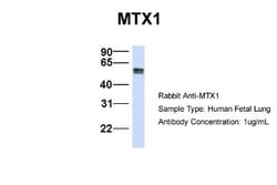 Metaxin 1 Antibody, Novus Biologicals 0.05mg; Unlabeled:Antibodies, Polyclonal