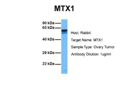 Metaxin 1 Antibody, Novus Biologicals 0.05mg; Unlabeled:Antibodies, Polyclonal
