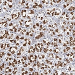Methionine Aminopeptidase 1D/MAP1D Antibody, Novus Biologicals 25 &mu;L,