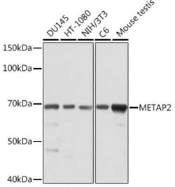 Methionine Aminopeptidase 2/METAP2 Rabbit anti-Human, Mouse, Rat, Clone: