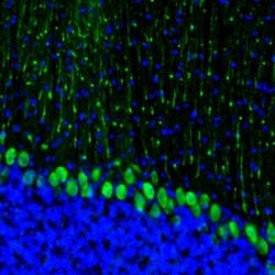 Methionyl tRNA synthetase Antibody, Novus Biologicals 25 &mu;L; Unlabeled:Antibodies,