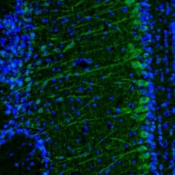 Methionyl tRNA synthetase Antibody, Novus Biologicals 25 &mu;L; Unlabeled:Antibodies,