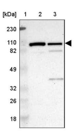 Methionyl tRNA synthetase Antibody, Novus Biologicals 25 &mu;L; Unlabeled:Antibodies,