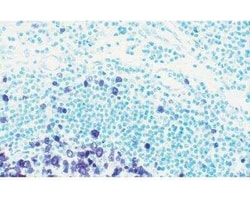 Novus Biologicals&trade;&nbsp;Methyl Green Counterstain