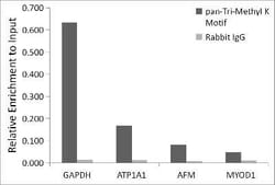 Methyl-Lysine Rabbit, Polyclonal, Novus Biologicals 20 &mu;g; Unconjugated:Antibodies,