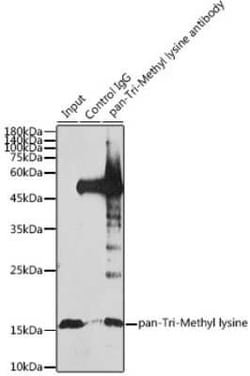 Methyl-Lysine Rabbit, Polyclonal, Novus Biologicals 20 &mu;g; Unconjugated:Antibodies,