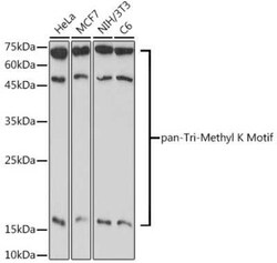 Methyl-Lysine Rabbit, Polyclonal, Novus Biologicals 20 &mu;g; Unconjugated:Antibodies,
