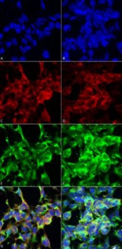 Methylglyoxal Antibody (9E7), Novus Biologicals:Antibodies:Primary Antibodies