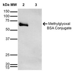 Methylglyoxal Antibody (9E7), Novus Biologicals:Antibodies:Primary Antibodies