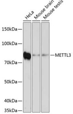 Methyltransferase like 3 Rabbit anti-Human, Mouse, Clone: 1R6X6, Novus Biologicals 100 &mu;g | Buy Online | Bio-Techne | Fisher Scientific