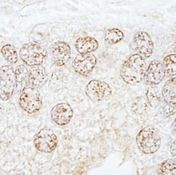 Methyltransferase like 3 Antibody, Novus Biologicals 0.1mL; Unlabeled:Antibodies,