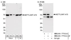 Methyltransferase like 3 Antibody, Novus Biologicals 0.1mL; Unlabeled:Antibodies,