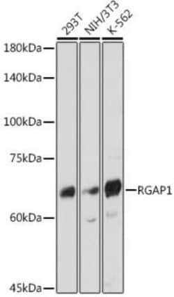 MgcRacGAP/RACGAP1 Rabbit anti-Human, Mouse, Rat, Clone: 10F7U6, Novus Biologicals
