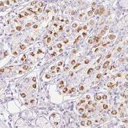 MiRP1 Antibody, Novus Biologicals:Antibodies:Primary Antibodies