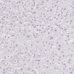 MiRP1 Antibody, Novus Biologicals:Antibodies:Primary Antibodies