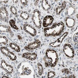 MiRP2 Antibody, Novus Biologicals:Antibodies:Primary Antibodies
