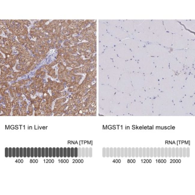 microsomal glutathione s-transferase 1 antibody Viên Uống Trắng Da Puritan's Pride L-Glutathione 500mg main image 0