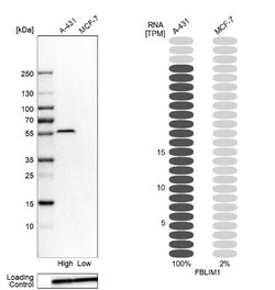 Mrc2 Antibody, Novus Biologicals:Antibodies:Primary Antibodies
