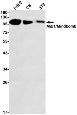Mind Bomb 1/MIB1 Rabbit anti-Human, Mouse, Clone: S06-3D9, Novus Biologicals:Anticorps:Anticorps