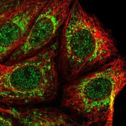 Mitochondrial ribonuclease P protein 3 Antibody, Novus Biologicals 25 &mu;L,